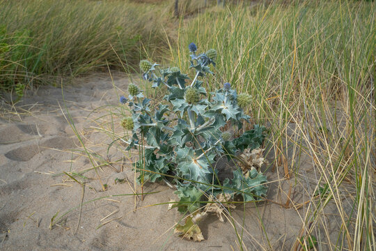 Panicaut maritime, eryngium maritimum , Oyat, Ammophila arenaria, Dunes, Fromentine, Vend&eacute;e, 85, France