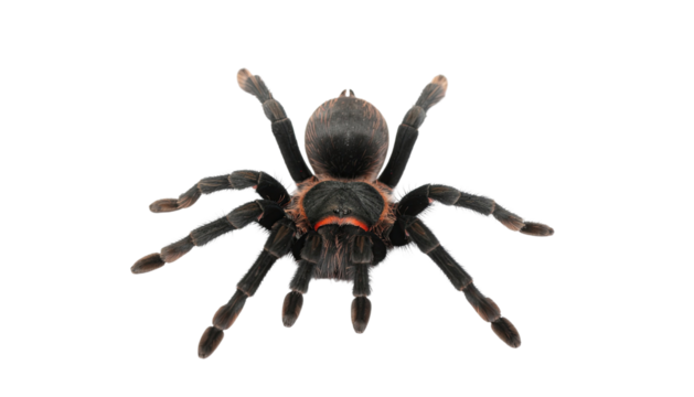 Close up detailed black spider crawling arachnid insect with eight legs isolated on white background