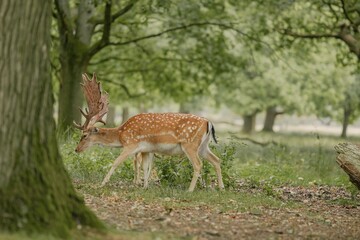 Majestic Deer in Lush Forest
