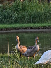 two brown ducks next to the river bank next to green grass duck 