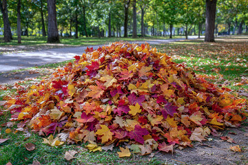 秋の公園の落ち葉風景