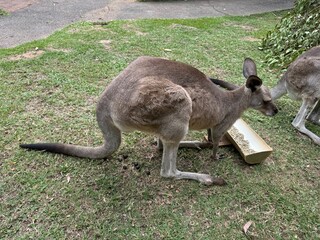 Roundtrip in Australia