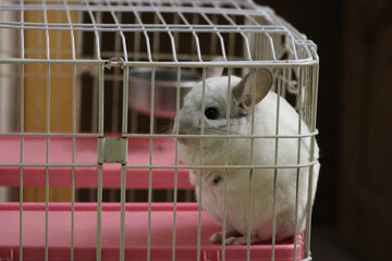 White Wilson chinchilla sitting in a cage with funny expression. Cute domestic pet with fluffy fur.