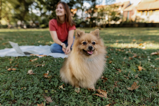 Pomeranian dog with young woman at park