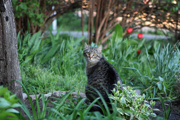 Gray tabby cat sitting in a green garden and looking at the camera. Natural outdoor portrait of domestic feline in spring.