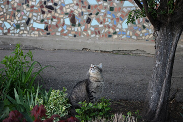 Gray tabby cat sitting in a green garden and looking up. Natural outdoor portrait of domestic...