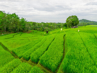 Wonderful sunrise scenery indonesia nature mountain valley forest with bright sky