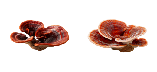 Two Fungal Growths with Vibrant Red and Orange Layers on Black, cut out transparent