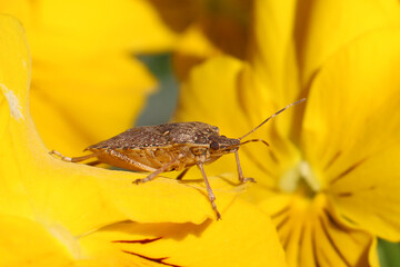 Brown marmorated stink bug (Halyomorpha halys) on yellow flower petal. Close-up macro shot of...