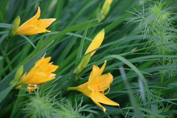 Horizontal photo of bright yellow daylily flowers surrounded by lush green foliage, summer nature garden scene in close-up