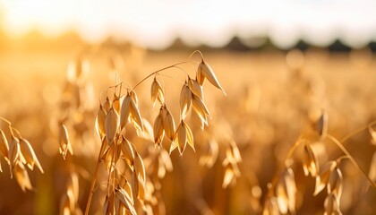 Golden oats fields stretch endlessly under a warm summer sunset, promising a bountiful harvest