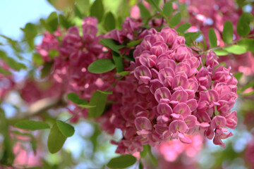 Fototapeta premium Pink acacia flowers in full bloom on a tree branch with fresh green leaves. Beautiful spring blossom close-up against soft bokeh background in nature.