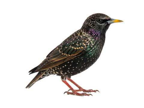 Common starling sturnus vulgaris isolated on transparent background Generative Ai.	