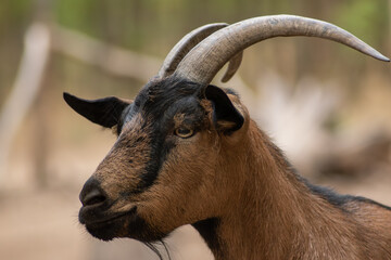 Close-up portrait of a brown and black goat with large curved horns, captured in natural light. Perfect for farm, agriculture, wildlife, and animal-themed creative projects.