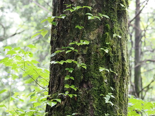 雨上がりの森、苔むす森、木のやさしさと生命力をさりげなく伝えます。