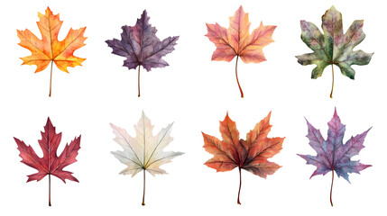 Maple leaves, leaf group pictures, autumn leaves, transparent pictures, png pictures