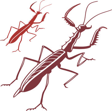 big size phasmids with silhouette vector colorful design