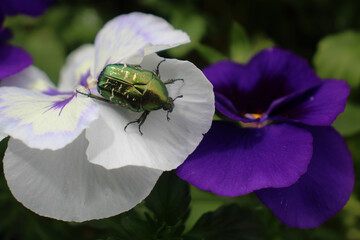 Close-up of a metallic green rose chafer beetle sitting on a white pansy petal with blurred purple and yellow flowers in the background. Macro nature photography.