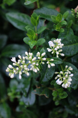 Obraz premium Close-up of common privet (Ligustrum vulgare) with small white flowers blooming in the garden. Ornamental shrub used in landscaping and hedges.