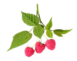 branch of fresh ripe raspberry isolated on transparent background