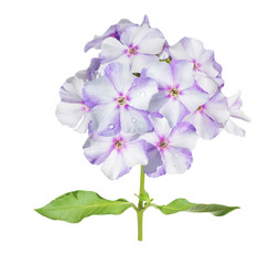 close up of colorful phlox flowers isolated on transparent background