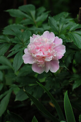 Close-up of a blooming pink peony flower with lush green leaves in the background. Vertical photo of a delicate garden blossom in full bloom.