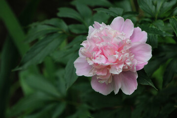 Close-up of a blooming pink peony with detailed petals and green foliage. Horizontal photo of a soft garden flower in natural light.