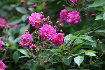 Horizontal photo of fresh pink rose flowers (Rosa spp.) with lush foliage and natural blurred background.