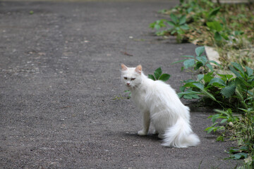 Beautiful white cat sitting on asphalt near green plants and brick wall. Fluffy stray cat outdoors in urban environment, looking to the side.