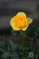 Vertical photo of blooming yellow roses (Rosa spp.) with delicate petals and green foliage in garden setting.