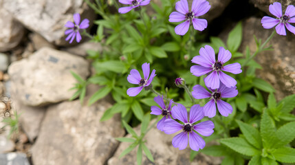 Purple flowers of a hardy perennial cranesbill geraium in full bloom in a rock garden during springtime