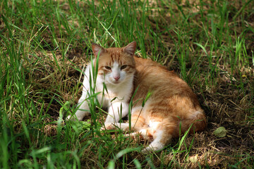 A relaxed ginger cat resting in lush green grass under soft sunlight. The photo captures a tranquil moment in nature, showcasing the beauty of a calm day. Horizontal orientation