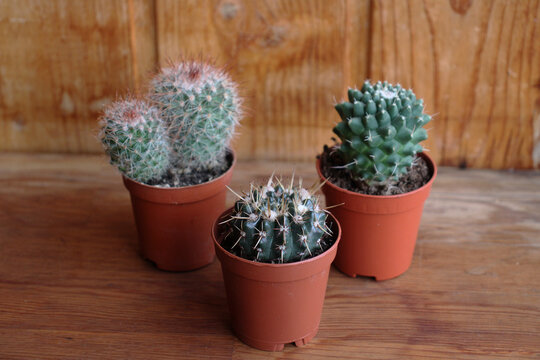 Three different cacti in terracotta pots on a wooden surface with rustic wooden background. Succulent plants for home and interior decoration. Horizontal photo.
