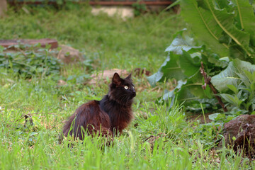 Black fluffy cat sitting on green grass in the garden. Domestic pet with long fur resting outdoors in summer. Beautiful animal portrait in natural light, close-up of a black cat on a lawn.