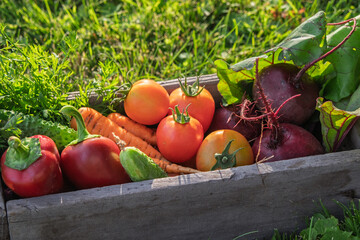 A bountiful wooden crate filled with a vibrant assortment of freshly harvested garden vegetables.