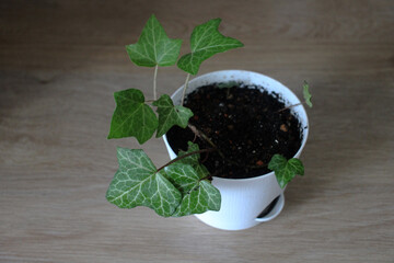 Green ivy plant in a white pot on wooden table. Indoor houseplant with fresh leaves in natural light. Minimalist home decor concept.