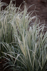 Variegated tufted hair grass (Calamagrostis acutiflora) with striped green and white foliage...