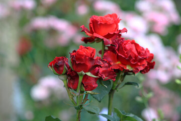 Beautiful red roses in full bloom against a blurred garden background, symbolizing romance and natural beauty.