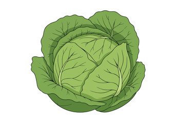 Obraz premium Green Cabbage in White Background for Recipe Illustrations, Menu Designs