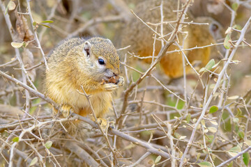 Tree squirrel (Paraxerus cepapi) sitting in a tree, eating seeds, Kruger National Park, South Africa.