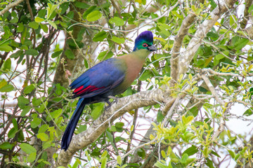Purple-crested turaco (Tauraco porphyteolopha) perched in tree, Kruger national park, Mpumalanga, South Africa.