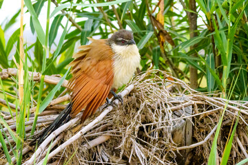 Burchell's Coucal (Centropus burchelli), Kruger National Park, South Africa.