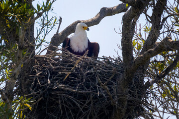African fish eagle (Haliaeetus vocifer) sitting on nest looking out, Kruger national park, South Africa.
