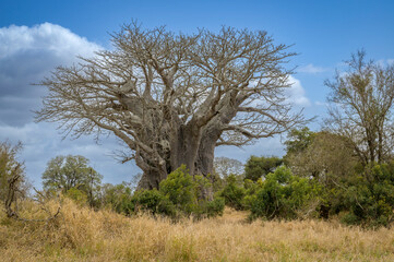 Baobab (Adansonia digitata) in landscape,  Kruger National Park, Mpumalanga, South Africa.
