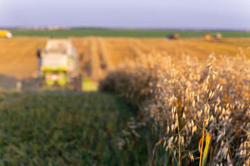 Barley harvest at sunset. A combine works in the background.