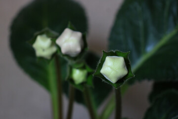 Close-up of unopened gloxinia flower buds with green leaves in soft natural light. Isolated floral macro shot for botanical and decorative use.