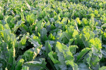 Aerial view of a lush green sugar beet field with vibrant leaf tops