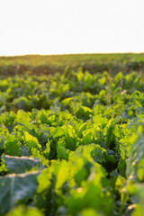 Aerial view of a lush green sugar beet field with vibrant leaf tops
