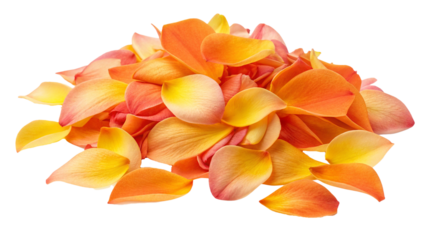 Daylily petals isolated on white or transparent background