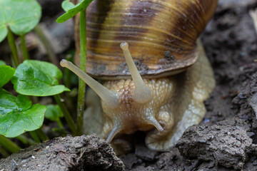 Close-up view of a garden snail exploring soil and plants in a lush green garden during daylight hours